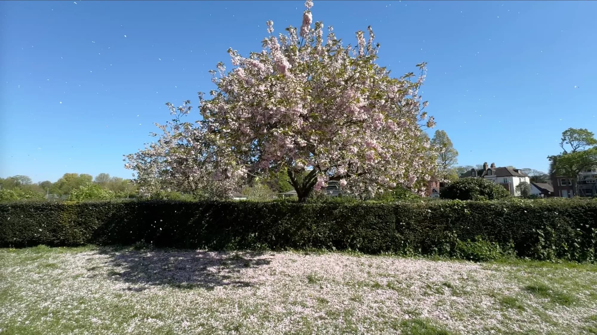 A single cherry blossom tree at peak bloom, with petals carpeting the grass in front