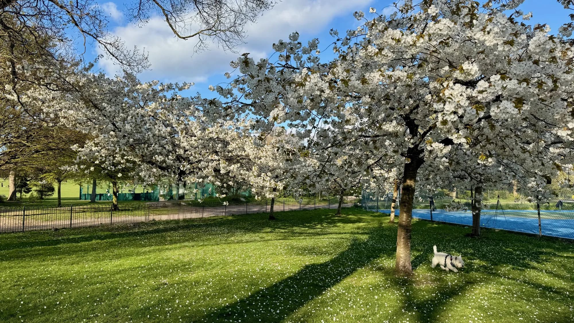 Cherry blossom trees in full bloom along the western edge of Preston Park, with a small dog underneath