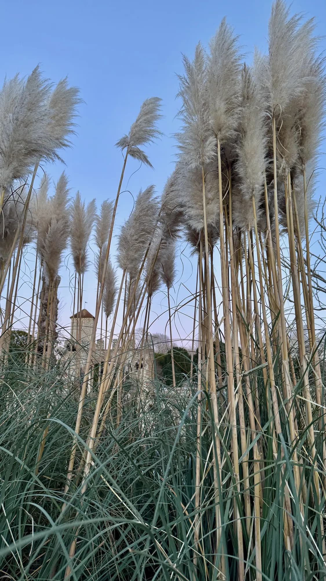 Tall pampas grass plumes catching the breeze against a blue sky at Preston Park