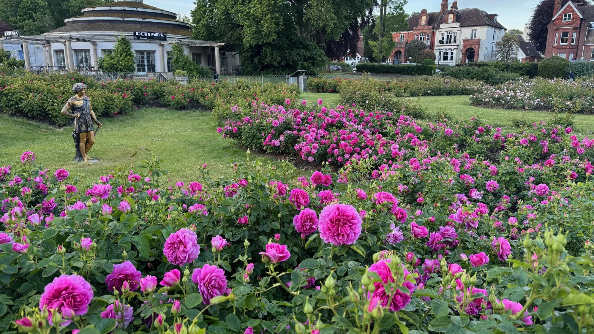 The rose gardens at Preston Park in full bloom, with the cafe pavilion in the distance