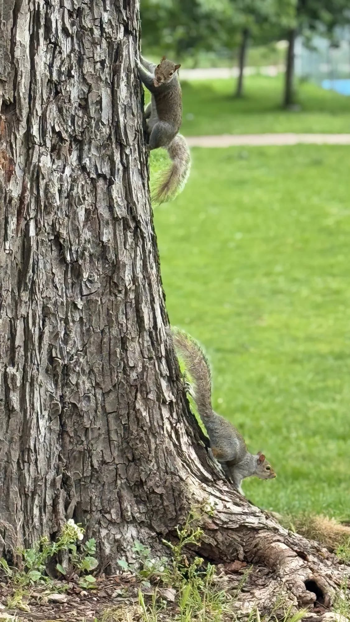 Two grey squirrels chasing each other up a tree trunk in Preston Park