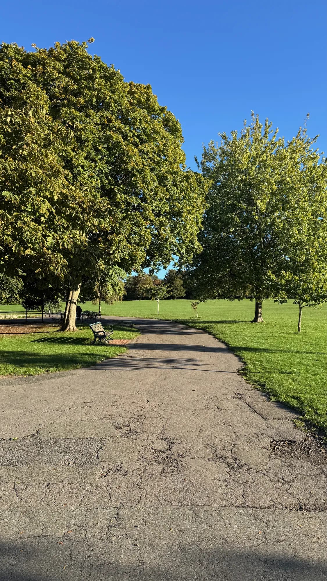 A tree-lined park path in autumn afternoon light, leading toward an open lawn