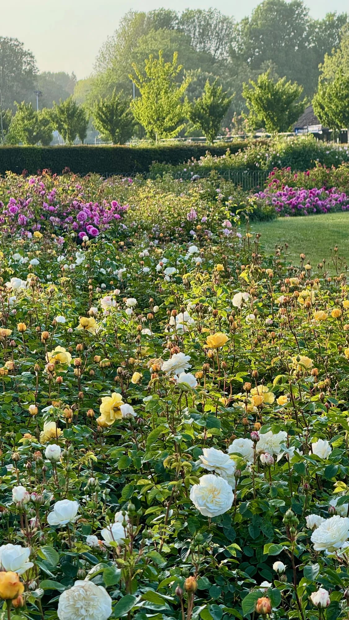 Yellow and white English roses in bloom at dawn in the Preston Park rose garden